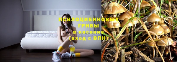 прущие грибы Аркадак